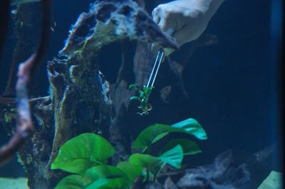 Anubias barteri (Anubias barteri)