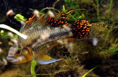Apistogramma cacatuoides (Apistogramma cacatuoides)