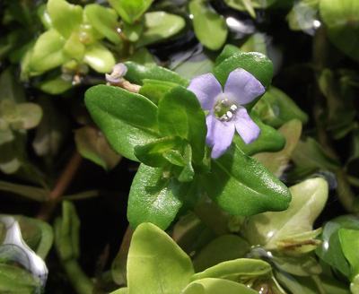 Bacopa caroliniana (Bacopa caroliniana)
