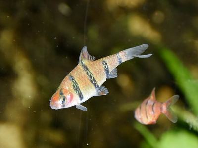 Barbus à cinq bandes (Desmopuntius pentazona)