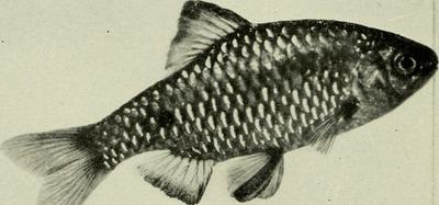 Barbus rosé (Pethia conchonius)