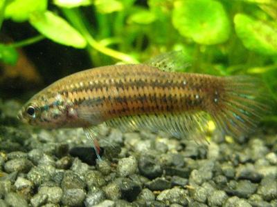 Betta imbellis (Betta imbellis)