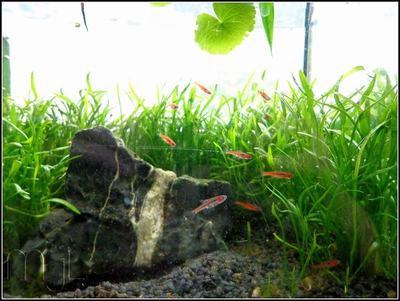 Rasbora nain de Brigitte (Boraras brigittae)
