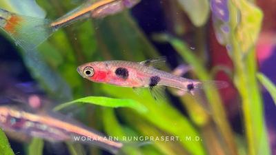 Rasbora nain tacheté (Boraras maculatus)