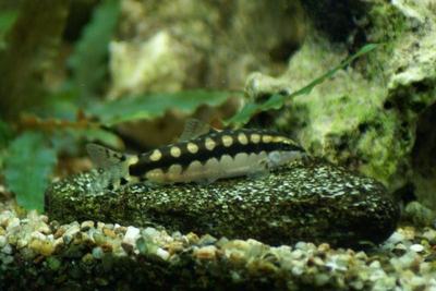 Botia nain damier (Yasuhikotakia sidthimunki)
