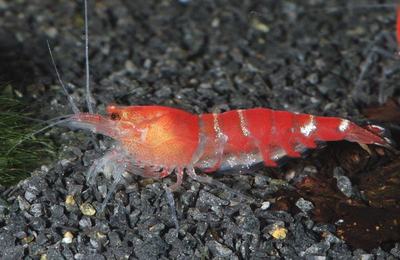 Crevette Crystal Red (Caridina cantonensis)