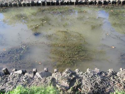 Cornifle (Ceratophyllum demersum)