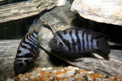 Cichlidé zébré (Amatitlania nigrofasciata)