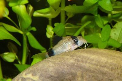 Corydoras panda (Corydoras panda)