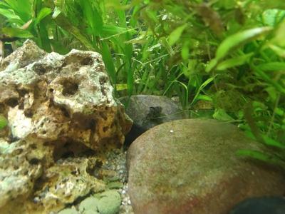 Corydoras poivré (Corydoras paleatus)