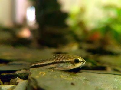 Corydoras pygmée (Corydoras pygmaeus)