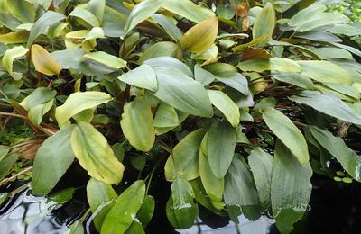 Cryptocoryne beckettii (Cryptocoryne beckettii)