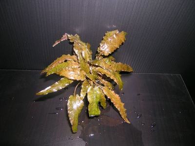 Cryptocoryne wendtii (Cryptocoryne wendtii)