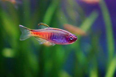 Danio de Chopra (Danio choprae)