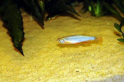 Danio perlé (Devario albolineatus)