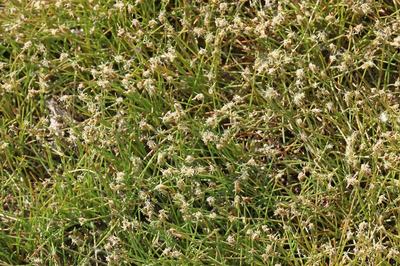Eleocharis parvula (Eleocharis parvula)