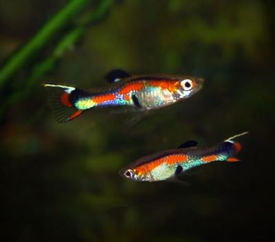 Guppy Endler (Poecilia wingei)