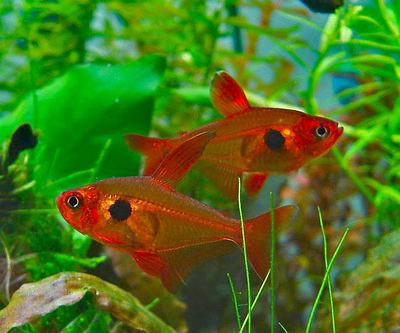 Tétra fantôme rouge (Hyphessobrycon sweglesi)