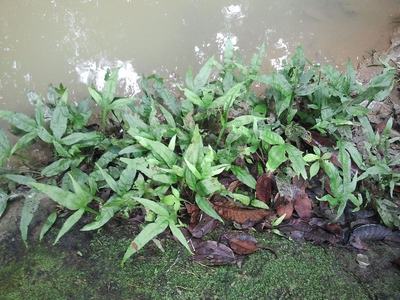 Fougère de Java (Microsorum pteropus)