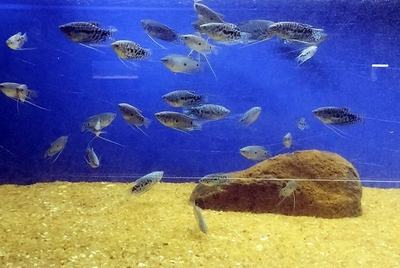 Gourami bleu (Trichopodus trichopterus)