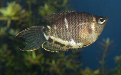 Gourami chocolat (Sphaerichthys osphromenoides)