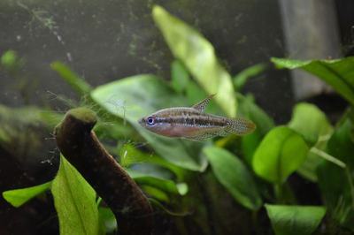 Gourami nain grogneur (Trichopsis pumila)