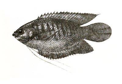 Gourami lippu (Trichogaster labiosa)