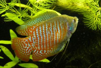 Gourami nain (Trichogaster lalius)