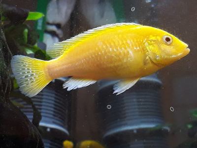 Labidochromis yellow (Labidochromis caeruleus)