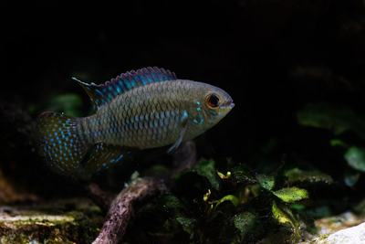 Laetacara curviceps (Laetacara curviceps)