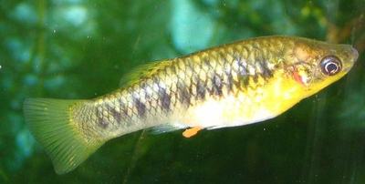 Limia à bosse (Limia nigrofasciata)