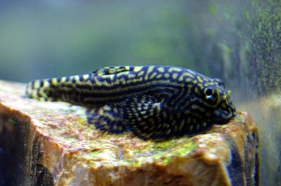 Loche hillstream (Sewellia lineolata)