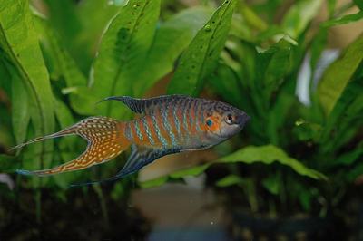 Macropode (Macropodus opercularis)
