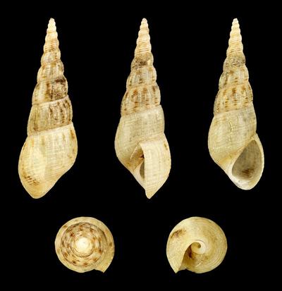 Mélanoïde (Melanoides tuberculata)