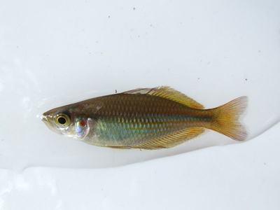 Arc-en-ciel à trois bandes (Melanotaenia trifasciata)