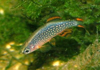 Rasbora galaxy (Danio margaritatus)