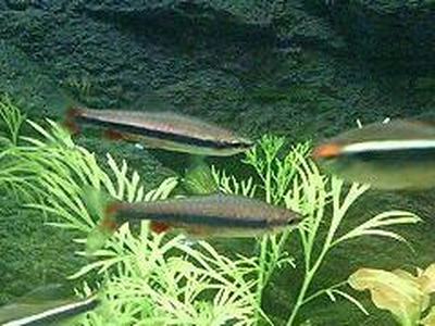 Poisson-crayon de Beckford (Nannostomus beckfordi)