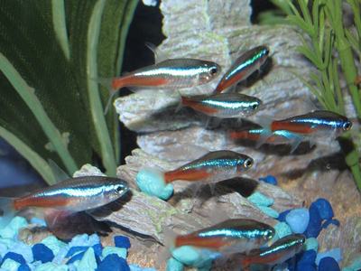 Néon bleu (Paracheirodon innesi)