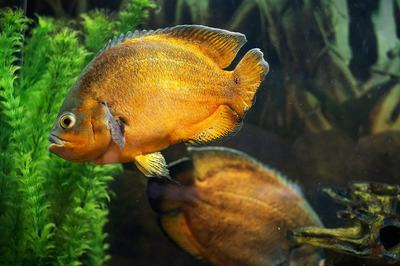 Oscar (Astronotus ocellatus)