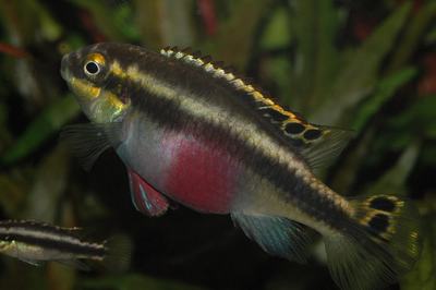 Pelvicachromis pulcher (Pelvicachromis pulcher)