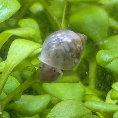 Physe (Physella acuta)