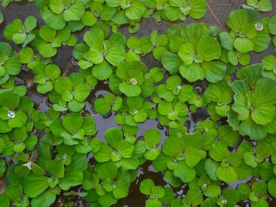Laitue d'eau (Pistia stratiotes)