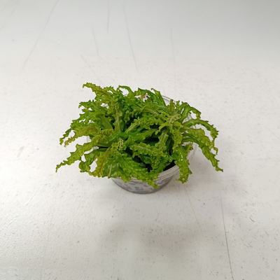 Pogostemon helferi (Pogostemon helferi)