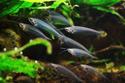 Poisson-chat de verre (Kryptopterus vitreolus)