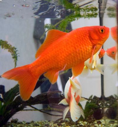 Poisson rouge à corps rond (Carassius auratus (formes sélectionnées))
