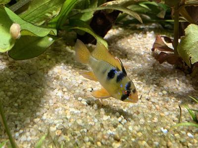 Ramirezi (Mikrogeophagus ramirezi)