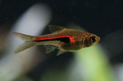 Rasbora hengeli (Trigonostigma hengeli)