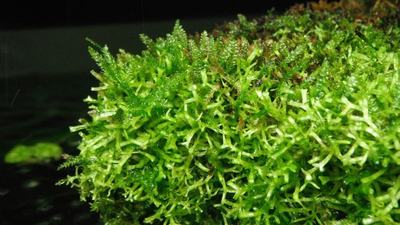 Riccia (Riccia fluitans)