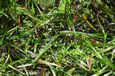 Sagittaire naine (Sagittaria subulata)