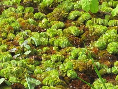 Salvinia molesta (Salvinia molesta)